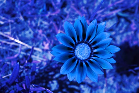 Adjustable Inverted Color