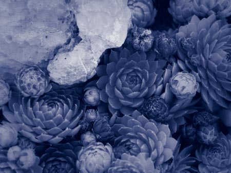 Cyanotype 286c
